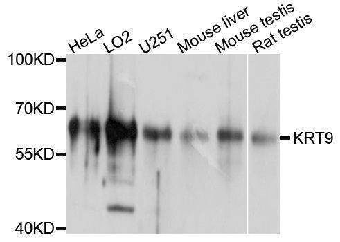 Anti-KRT9 Antibody