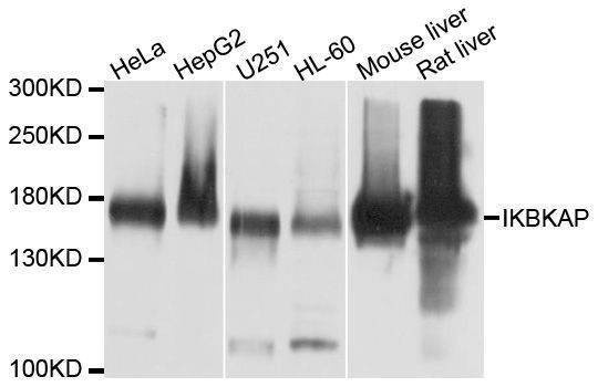 Anti-IKBKAP Antibody