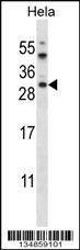 Anti-AKT1S1 (C-term) Antibody
