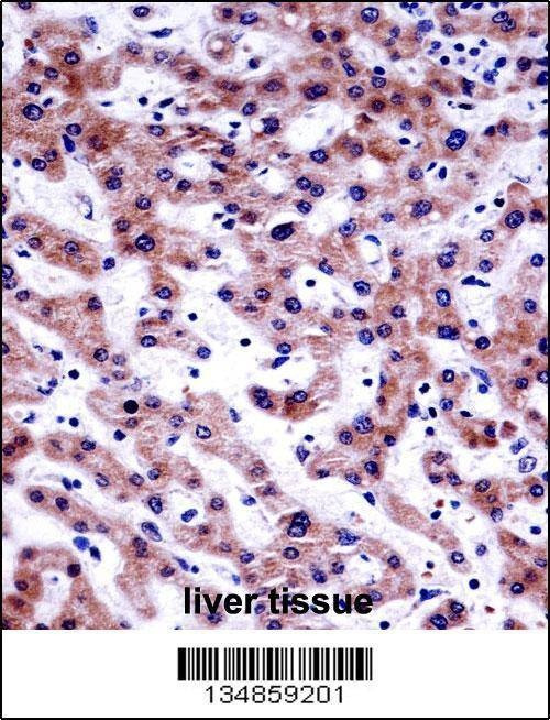 Anti-AKT1S1 (C-term) Antibody