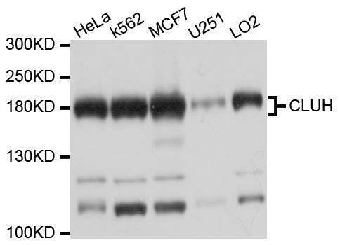 Anti-CLUH Antibody