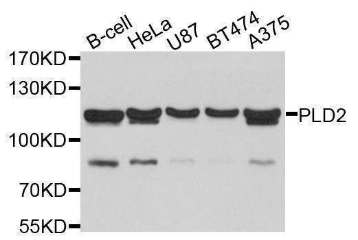 Anti-PLD2 Antibody