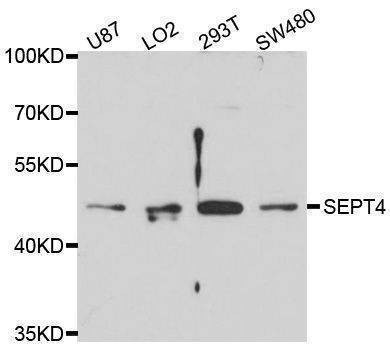 Anti-SEPT4 Antibody