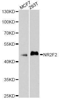 Anti-NR2F2 Antibody