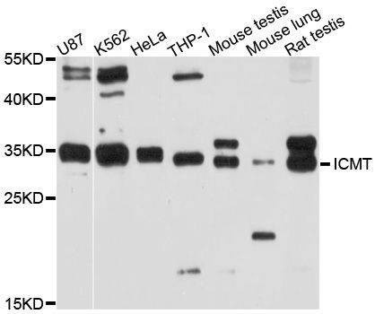 Anti-ICMT Antibody