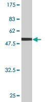 Anti-CLDN19 Antibody