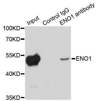 Anti-ENO1 Antibody