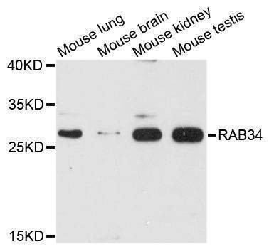 Anti-RAB34 Antibody