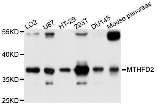 Anti-MTHFD2 Antibody