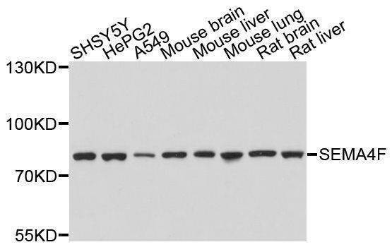 Anti-SEMA4F Antibody