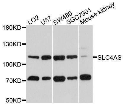 Anti-SLC4A5 Antibody