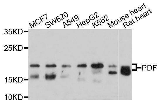 Anti-PDF Antibody
