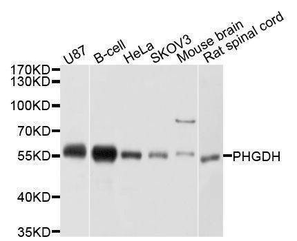 Anti-PHGDH Antibody