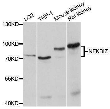 Anti-NFKBIZ Antibody