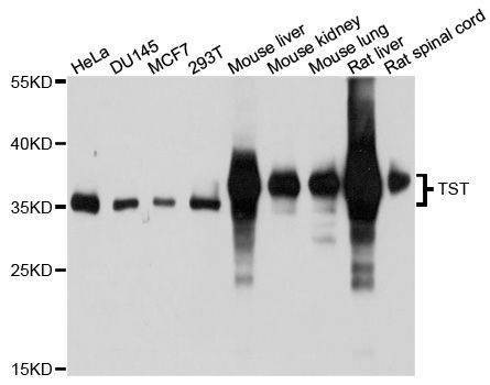 Anti-TST Antibody