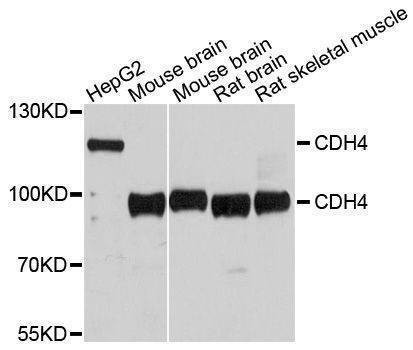 Anti-CDH4 Antibody