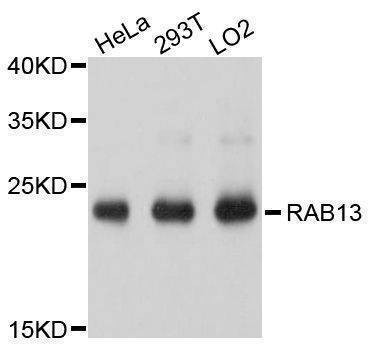 Anti-RAB13 Antibody
