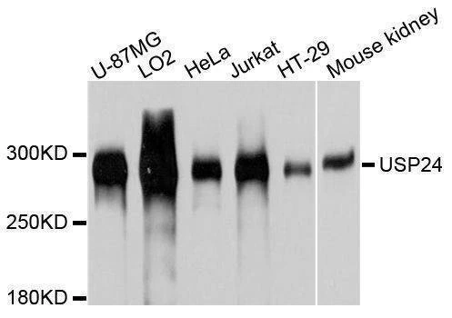 Anti-USP24 Antibody