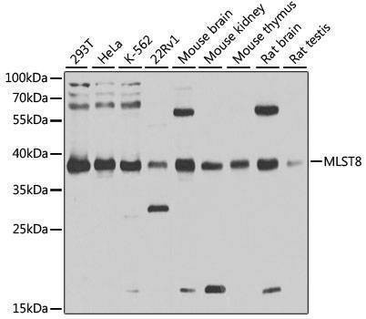 Anti-MLST8 Antibody