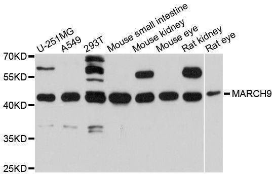 Anti-MARCH9 Antibody