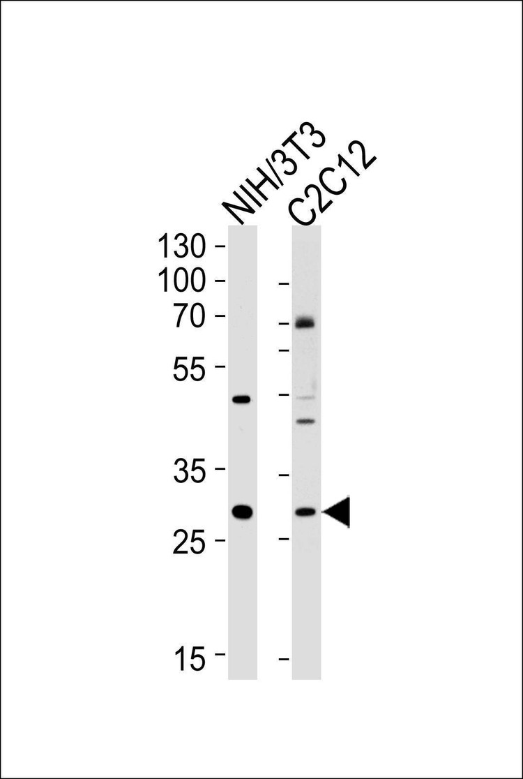 Anti-Hoxc9 (Center) Antibody