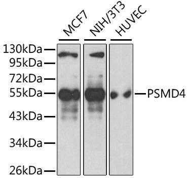 Anti-PSMD4 Antibody