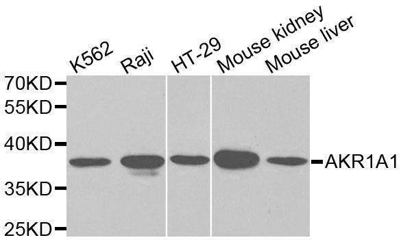 Anti-AKR1A1 Antibody