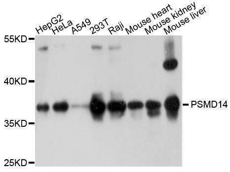 Anti-PSMD14 Antibody