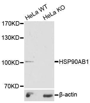 Anti-HSP90AB1 Antibody