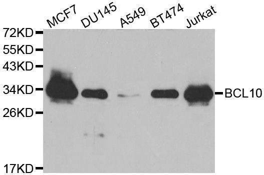 Anti-BCL10 Antibody