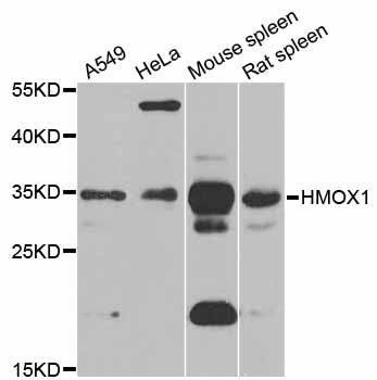 Anti-HMOX1 Antibody