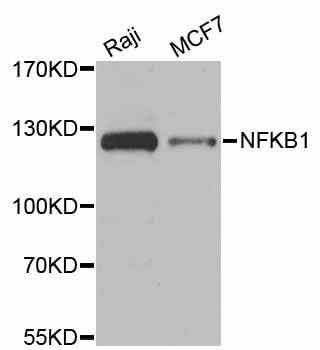 Anti-NFKB1 Antibody