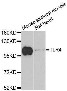 Anti-Mouse/Rat TLR4 Antibody