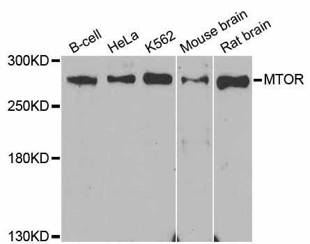 Anti-mTOR Antibody