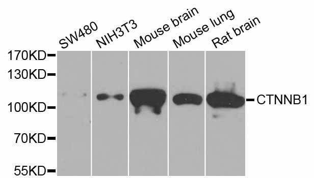 Anti-CTNNB1 Antibody