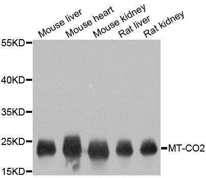 Anti-MT-CO2 Antibody