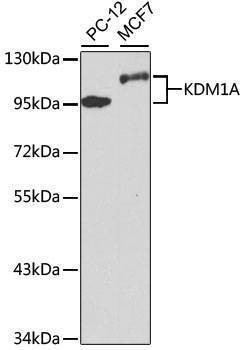 Anti-KDM1A Antibody
