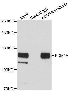 Anti-KDM1A Antibody