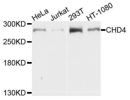 Anti-CHD4 Antibody