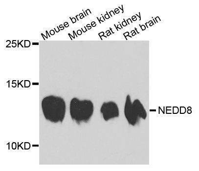 Anti-NEDD8 Antibody