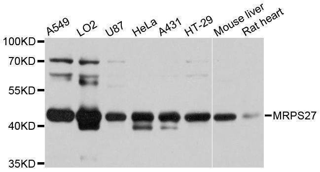 Anti-MRPS27 Antibody