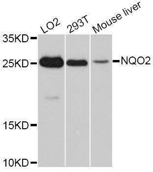Anti-NQO2 Antibody