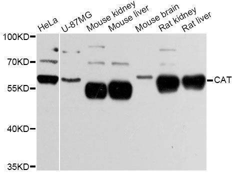 Anti-Mouse/Rat CAT Antibody