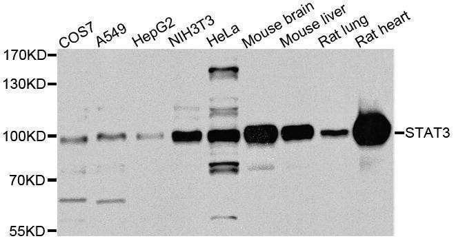 Anti-STAT3 Antibody