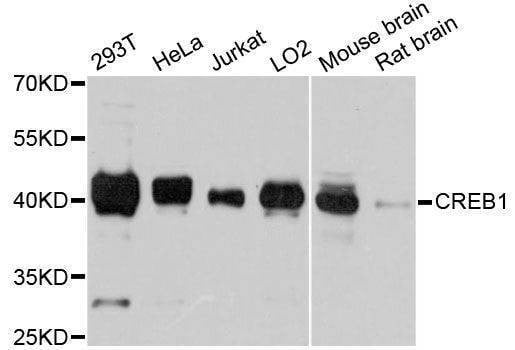 Anti-CREB1 Antibody