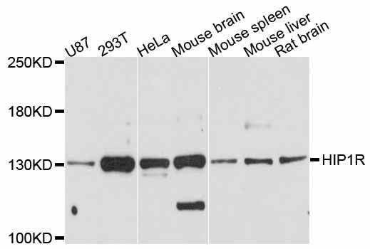 Anti-HIP1R Antibody