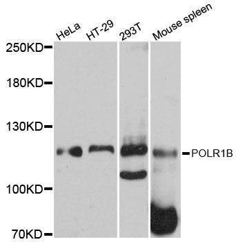 Anti-POLR1B Antibody