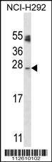 Anti-APG10L (C-term S116) Antibody