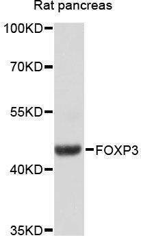 Anti-Rat FOXP3 Antibody