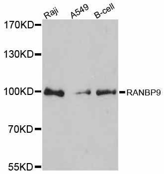 Anti-RANBP9 Antibody